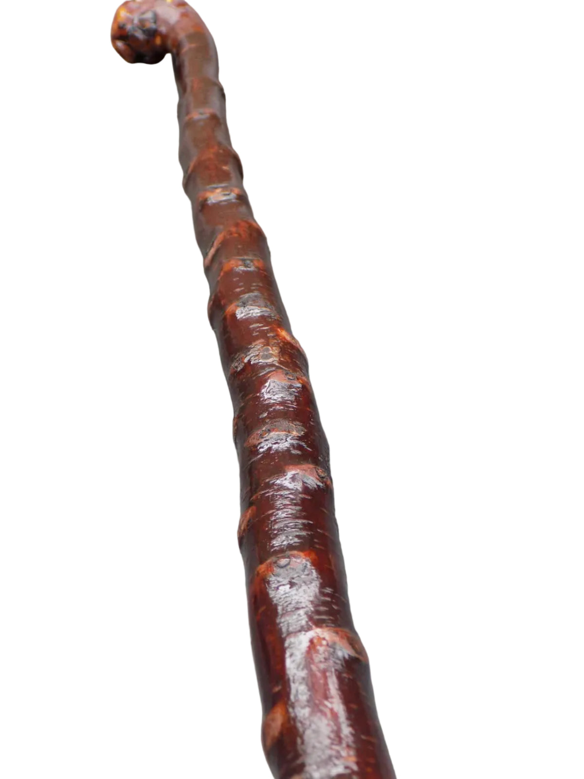 Blackthorn Root Ball Knob Stick