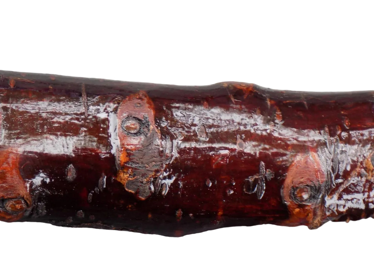 Blackthorn Root Ball Knob Stick