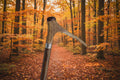 Single Antler Downward Mounted On A Hazel Shaft, Thumb Stick.
