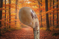 Hazel Knob Stick