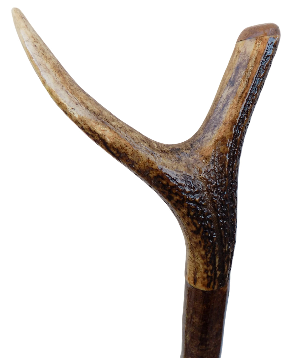 Hardwood Cap And Pointed Antler Mounted Hazel Shaft, Thumb Stick.