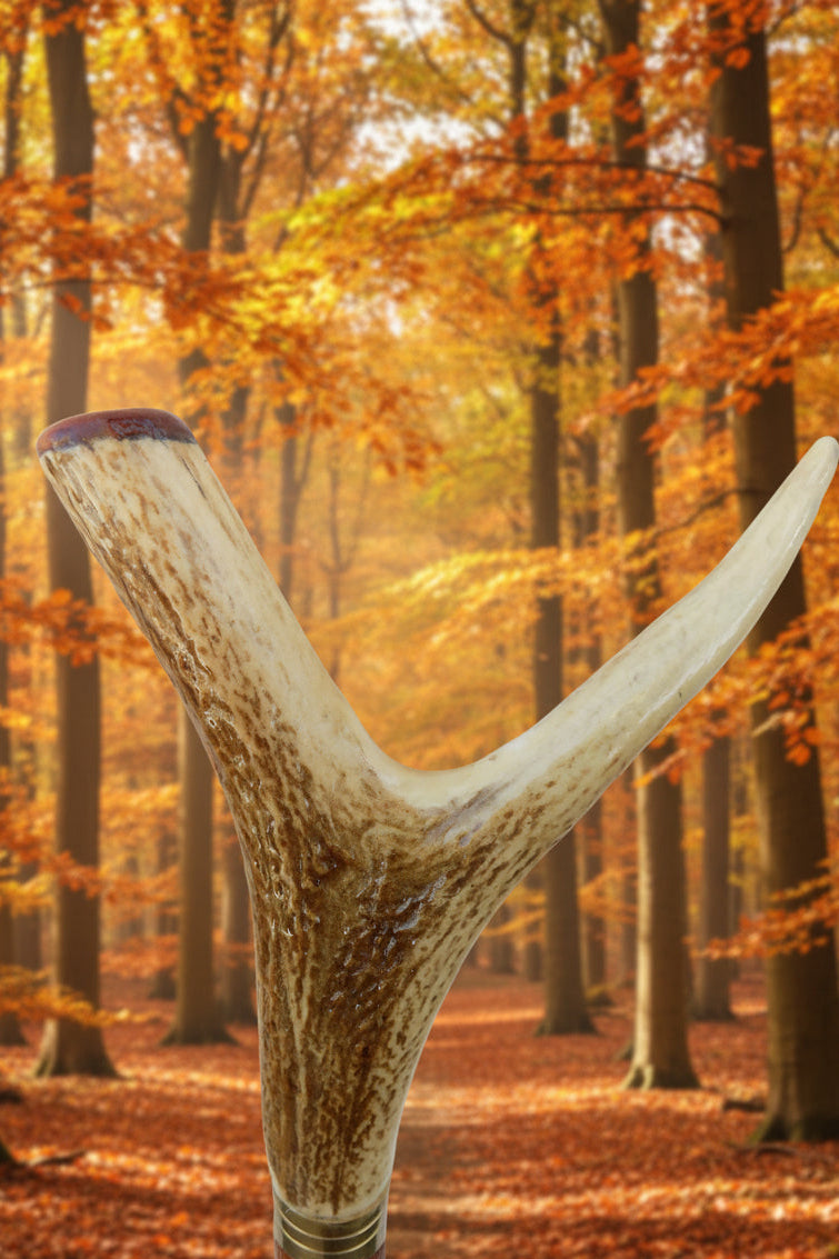 Hardwood Cap & Pointed Antler Mounted On A Debarked Hazel Shaft, Thumb Stick.