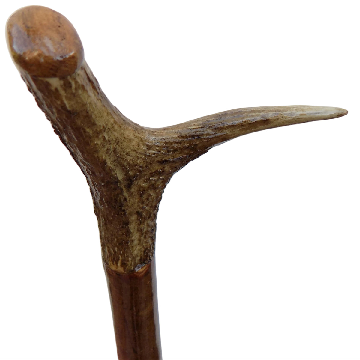 Hardwood Cap & Pointed Antler Mounted Hazel Shaft, Thumb Stick.