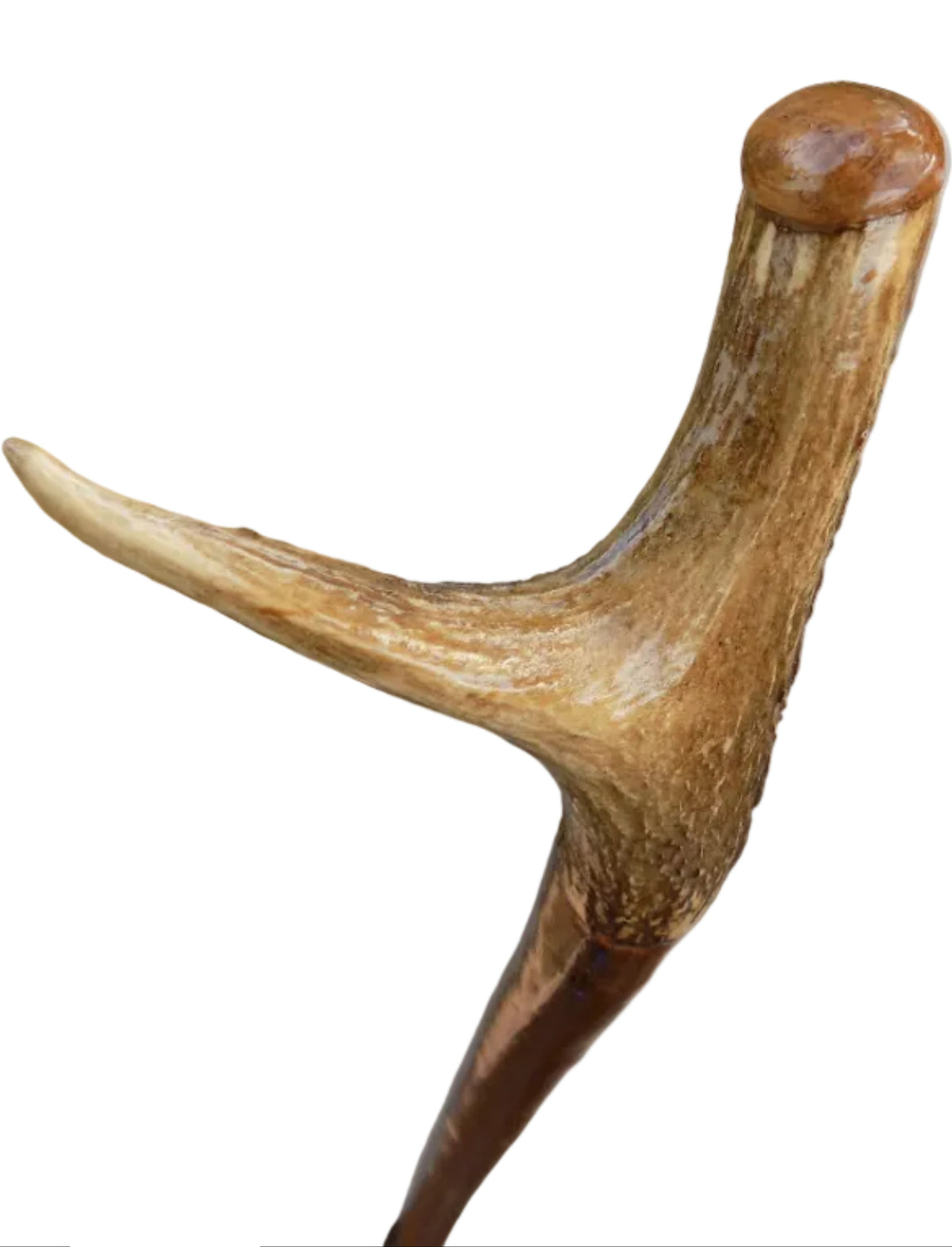 Hardwood Cap & Pointed Antler Mounted Hazel Shaft, Thumb Stick.